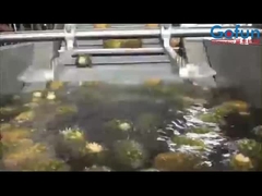 Высокопроизводительная линия по переработке ананасов для концентрата сока и многого другого