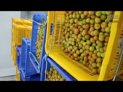 Линия по переработке сливовой целлюлозы мощностью 5 тонн в час, предназначенная для китайских компаний